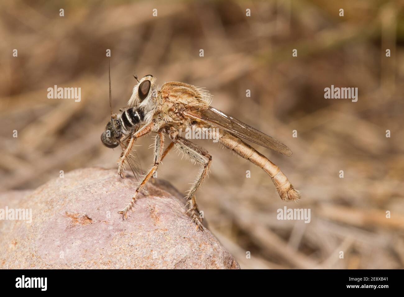 Robber Fly male, Proctacanthella exquisita, Asilidae. Feeding on Beefly, Bombyliidae. Stock Photo