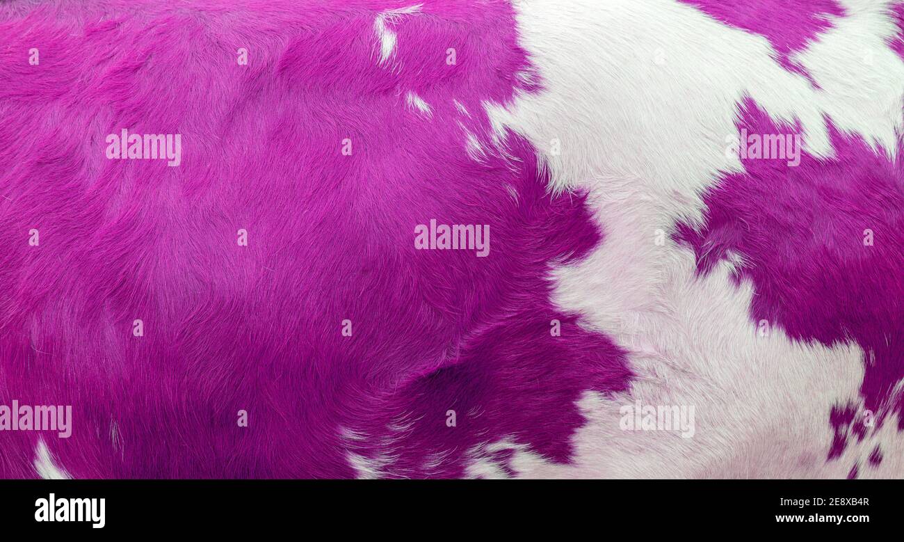 White and purple spots of a cow skin texture Stock Photo Alamy