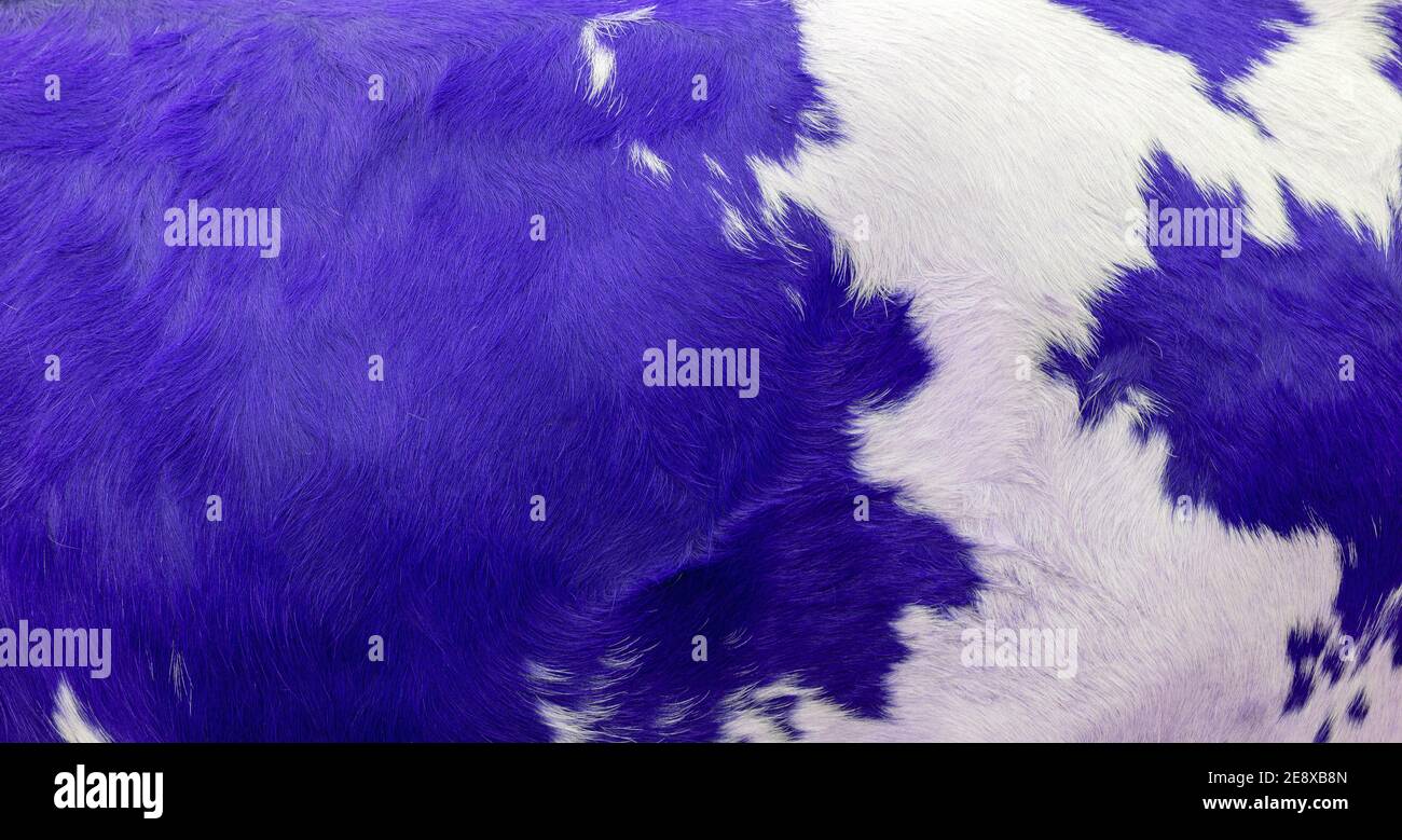 Cow skin with white and blue spots Stock Photo Alamy