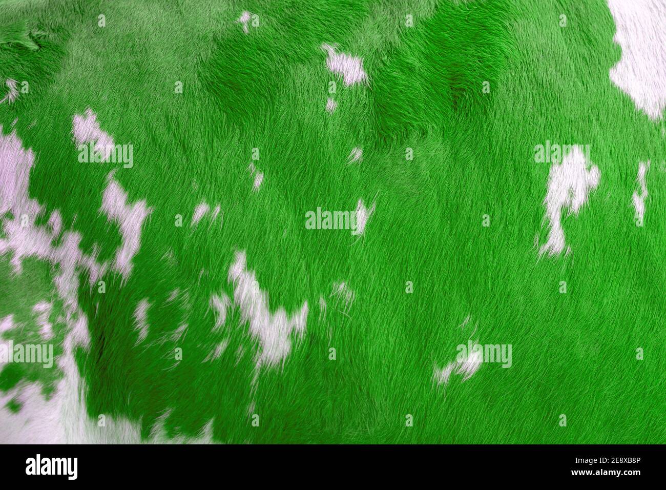 Cow skin with white and green spots on it Stock Photo Alamy