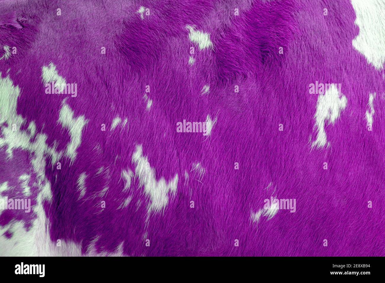 White and purp spots of a cow skin texture Stock Photo Alamy