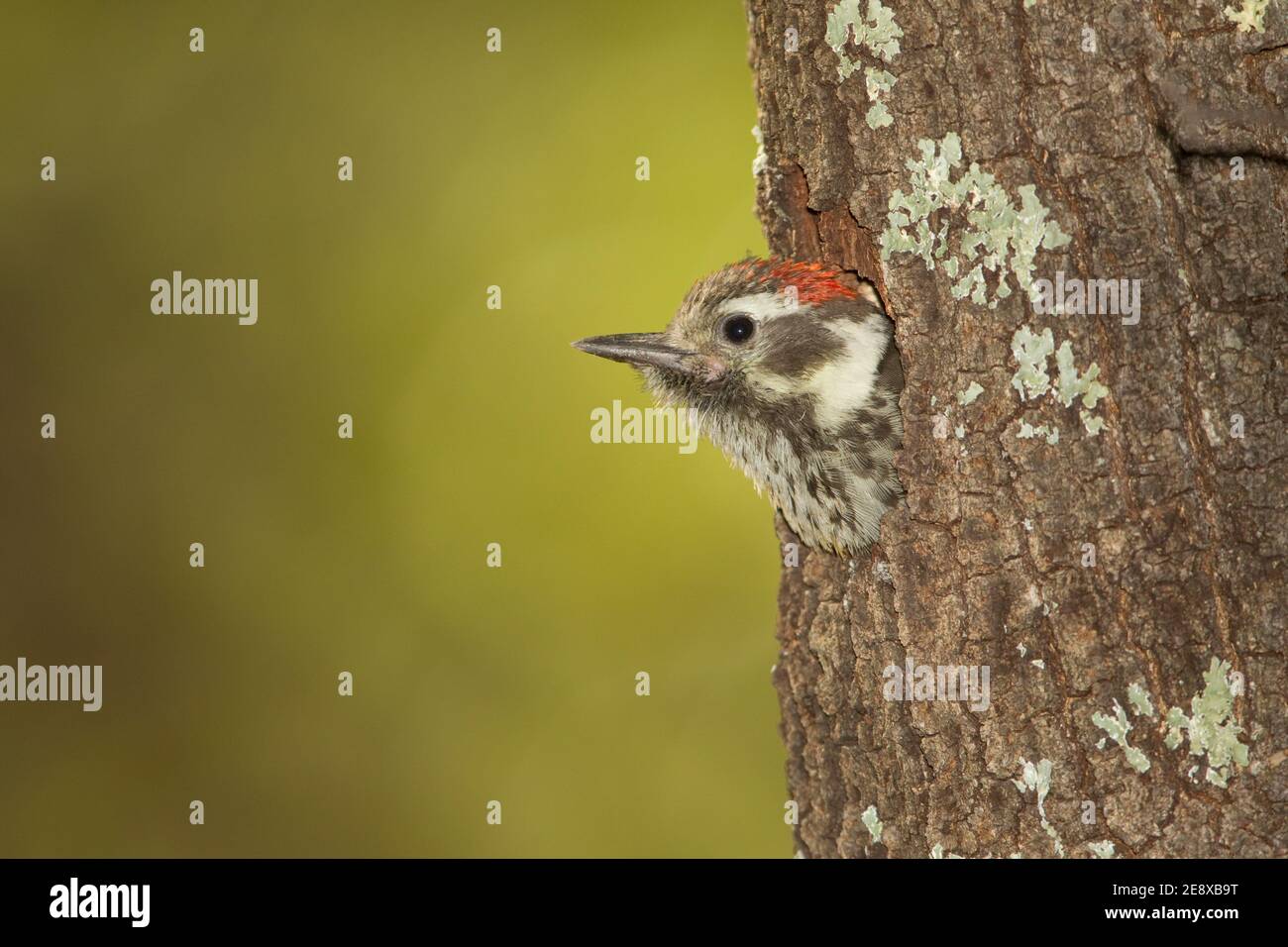 Arizona Woodpecker nestling, Picoides arizonae, in oak tree. Stock Photo