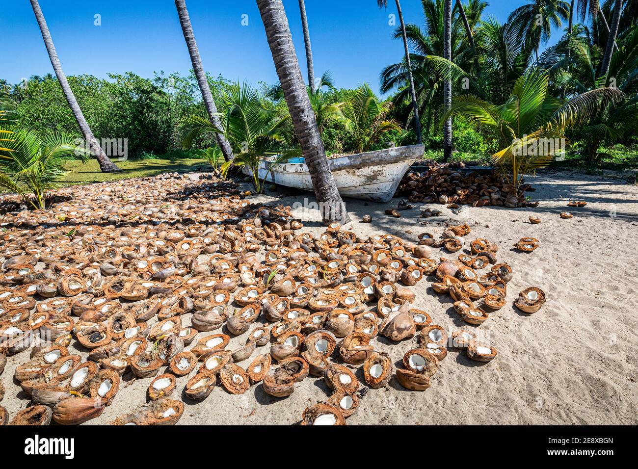 Coconuts dry out near a fishing boat at Paraiso Escondido Beach on the Costa Grande of the Pacific Ocean in Guerrero, Mexico. Stock Photo