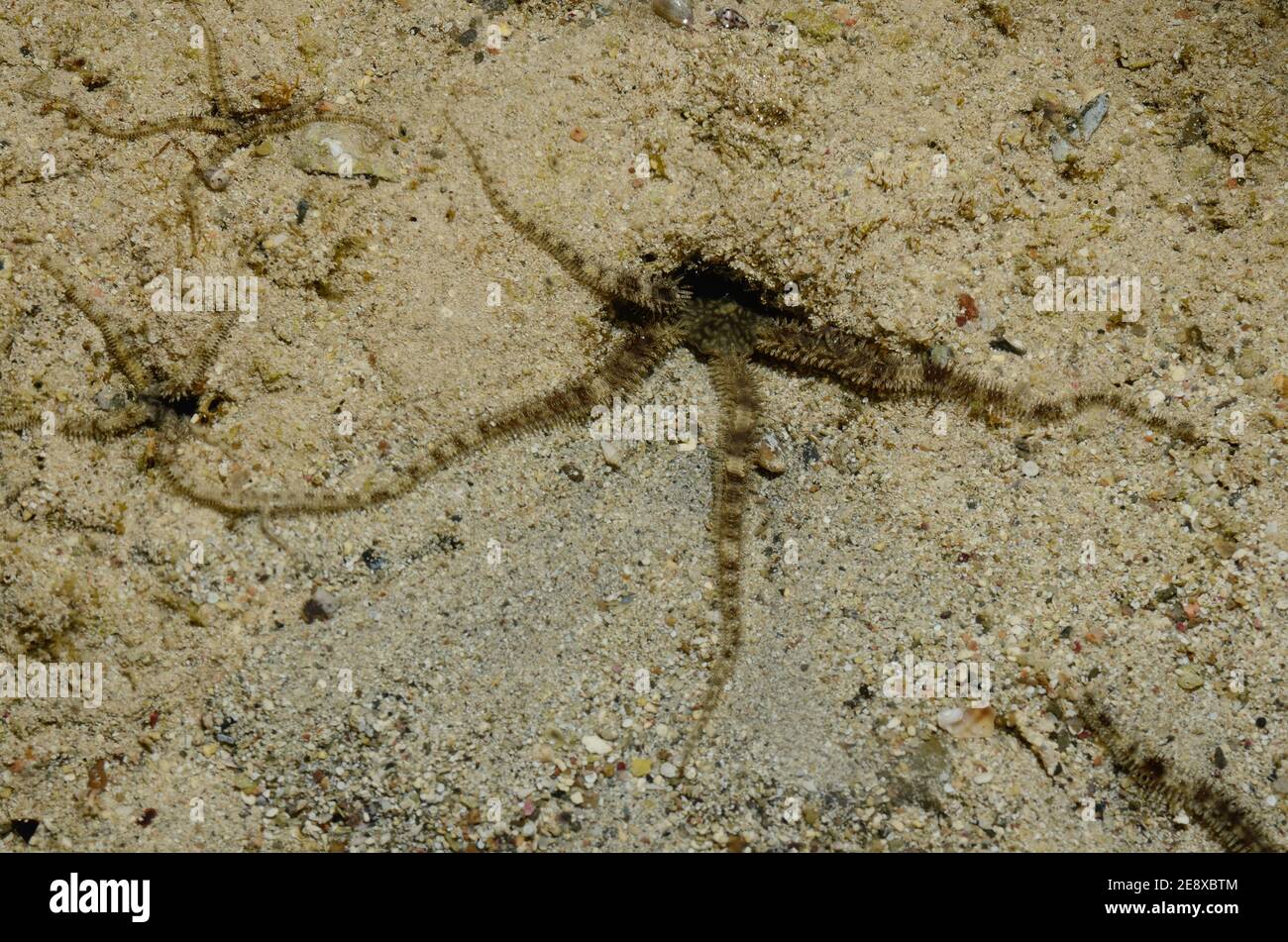 Ophiocoma scolopendrina, brittle star, Riffdach-Schlangenstern, Utopia Beach, Red Sea, Egypt, Rotes Meer, Ägypten Stock Photo