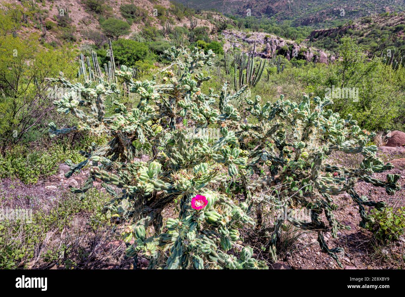 Wild Cholla cactus near San Miguel Palmas in Queretaro, Mexico. Stock Photo