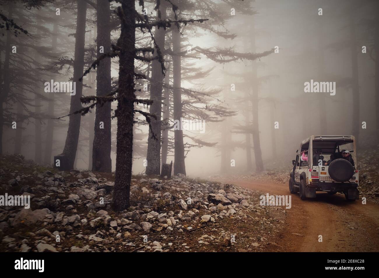 Tourist safari 4x4 vehicles driving through  foggy forest at early misty morning sunrise. Blurred misty country road and hazed dark trees silhouettes Stock Photo