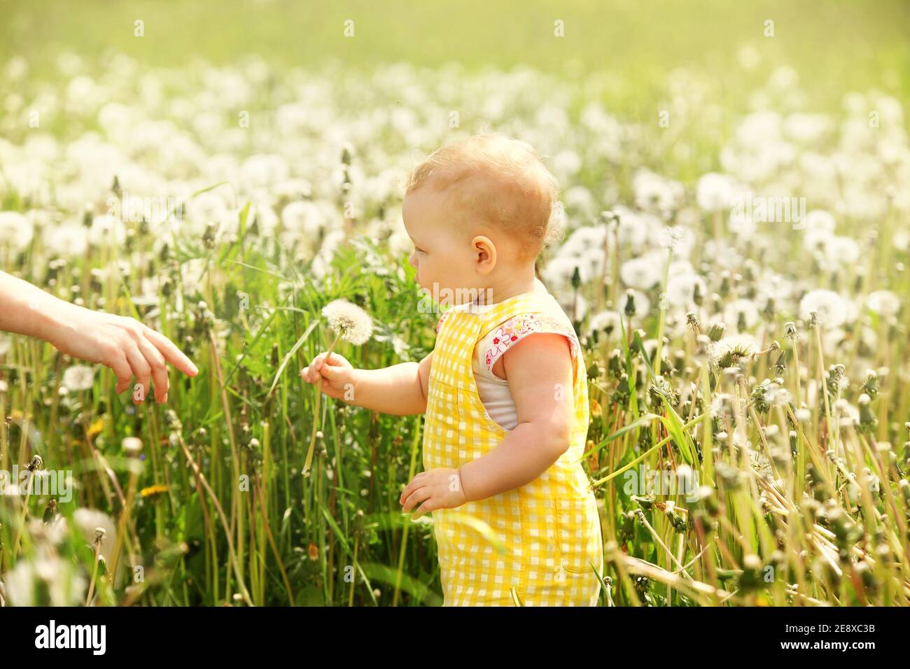 teenage girl on a walk in a field with dandelions, sunny summer day ...