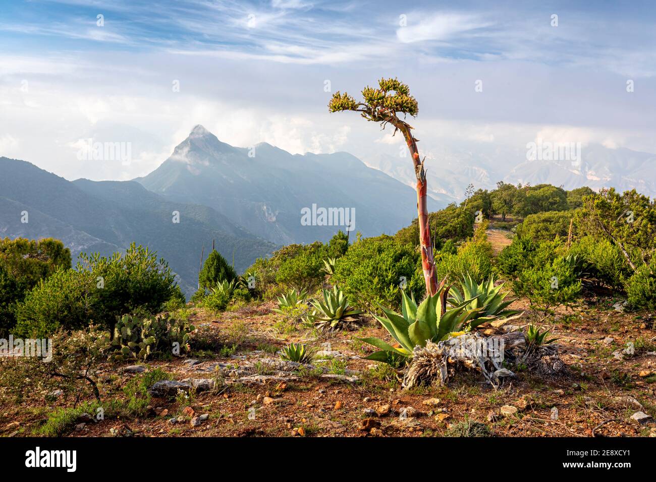 A Century plant (Agave americana) on a hillside in the Sierra Gorda mountains of Queretaro, Mexico. Stock Photo