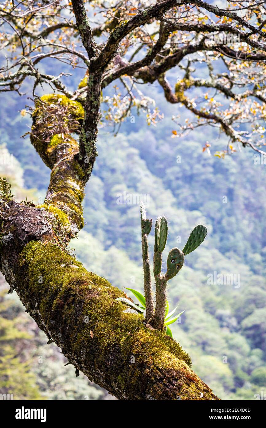 'The migrant', a prickly pear cactus grows on an oak tree near Pinal de Amoles, Queretaro, Mexico. Stock Photo