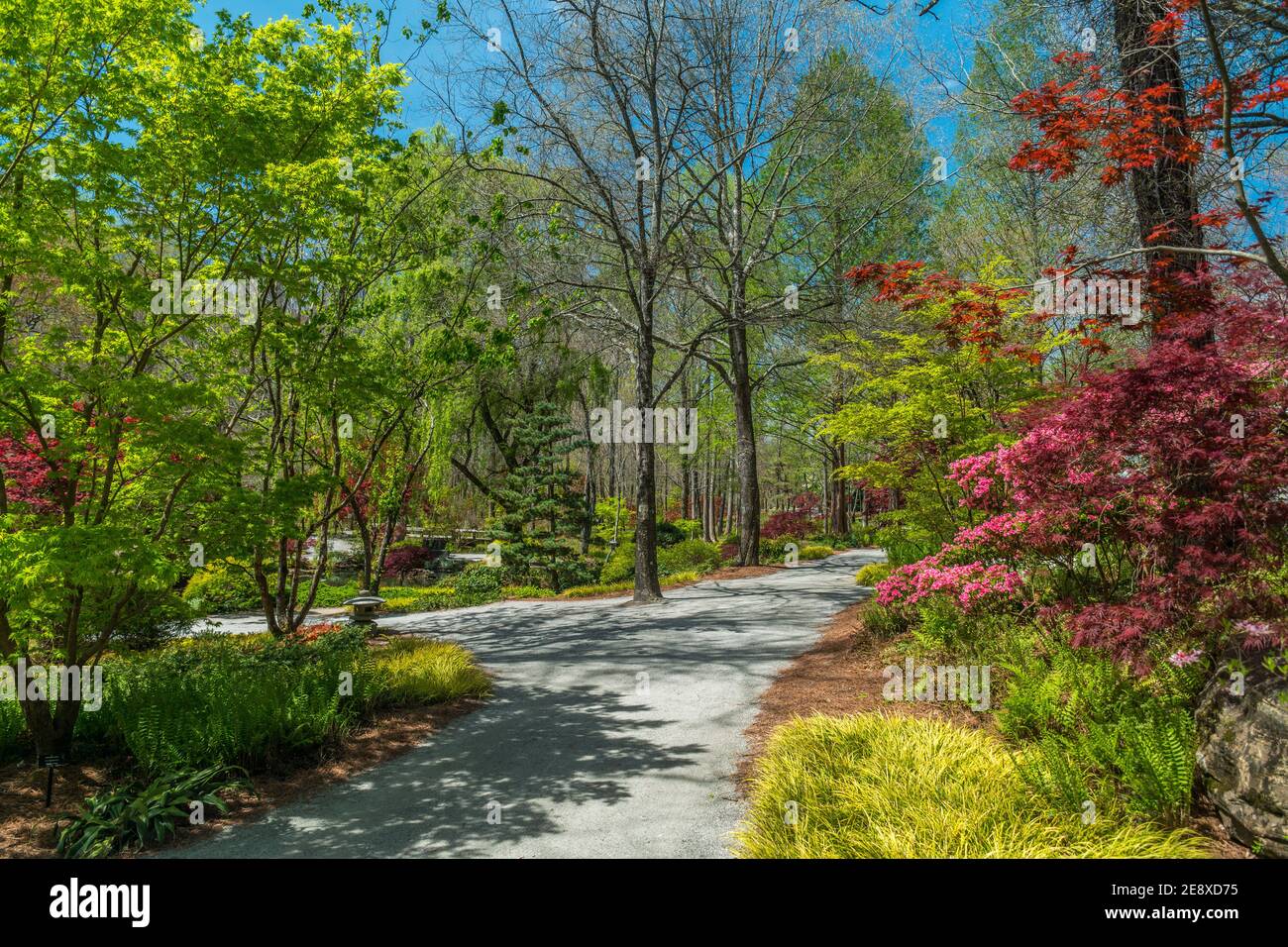 Going down a path through the gardens in early spring with the vibrant colors of the foliage emerging on the variety of trees and the azalea bushes fl Stock Photo