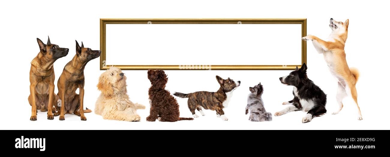 set of eight dogs looking up and sidewards towards an empty golden picture frame Stock Photo