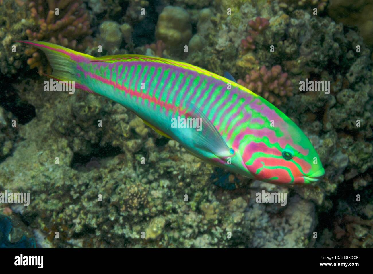 Thalassoma rueppellii, Thalassoma klunzingeri, klunzinger's wrasse, Regenbogen-Lippfisch, male, Männchen Stock Photo