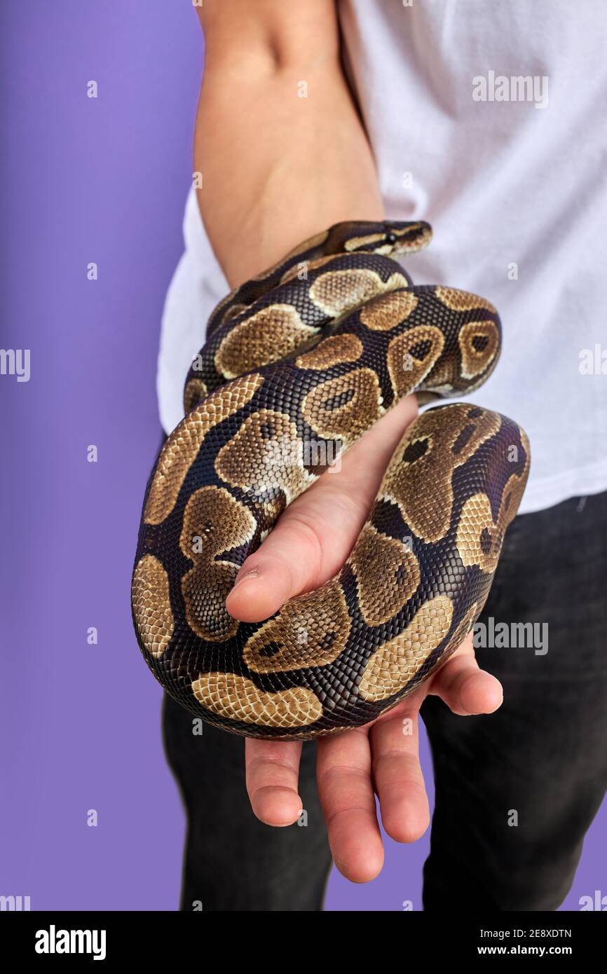 close-up photo of beautiful snake in hands of man, exotic pet animals in people's hands, trained. Stock Photo