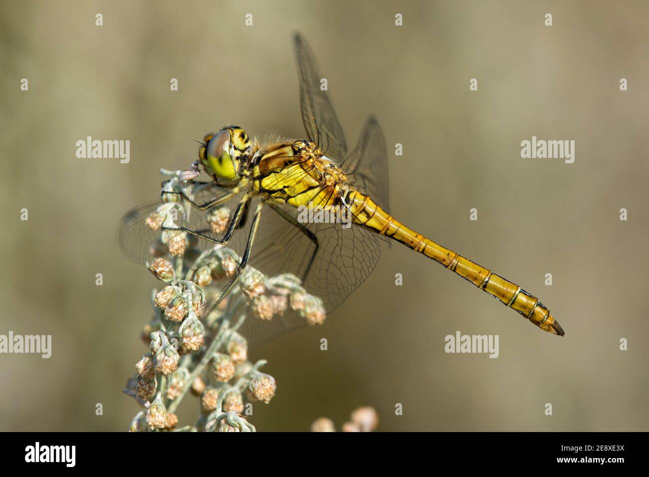 Young immature male of a Common Darter (Sympetrum striolatum), Pfyn-Finges Nature Park, Valais, Switzerland Stock Photo
