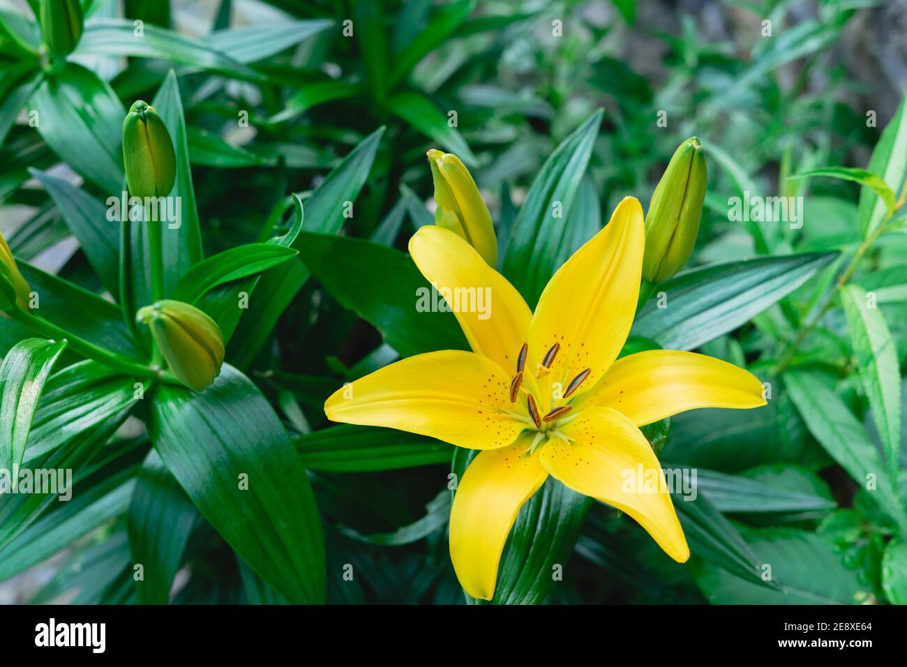 Yellow lily flower closeup view. Flora and nature Stock Photo Alamy