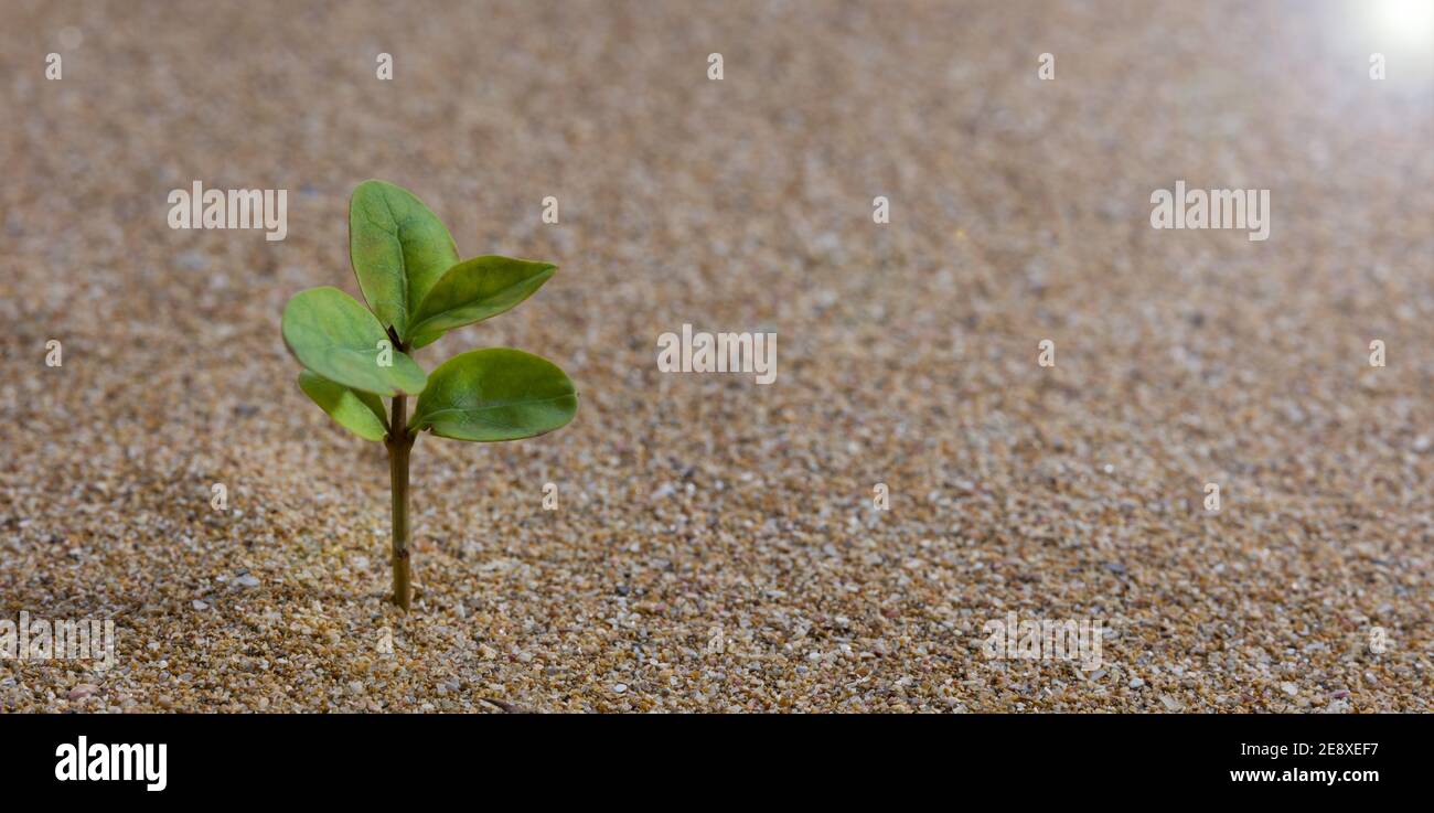 The young tree is growing on the sand. Growth concept. Emphasis on the continuation of the world's future Stock Photo