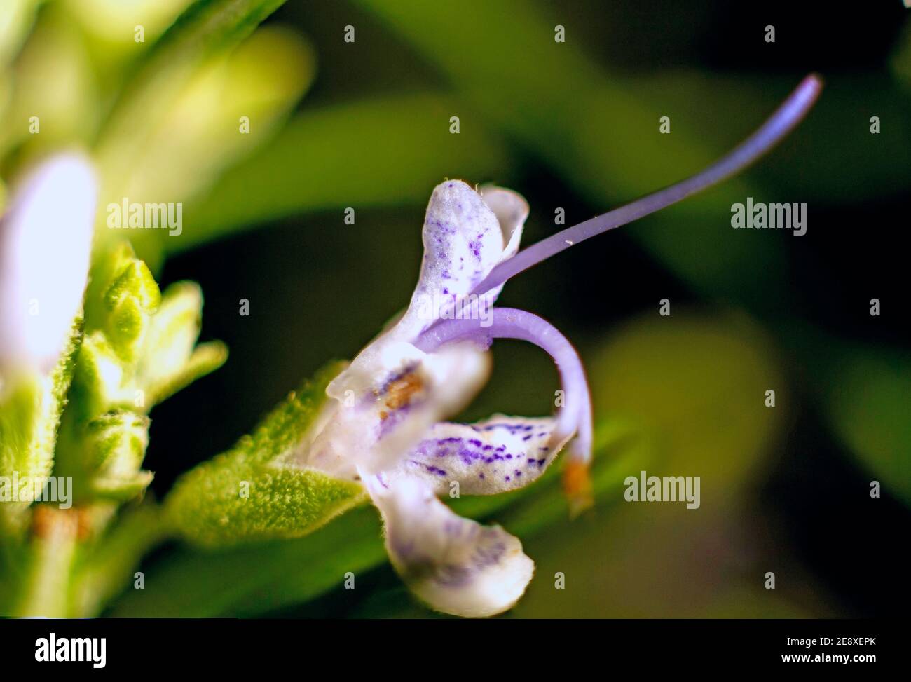 Rosemary flower hires stock photography and images Alamy