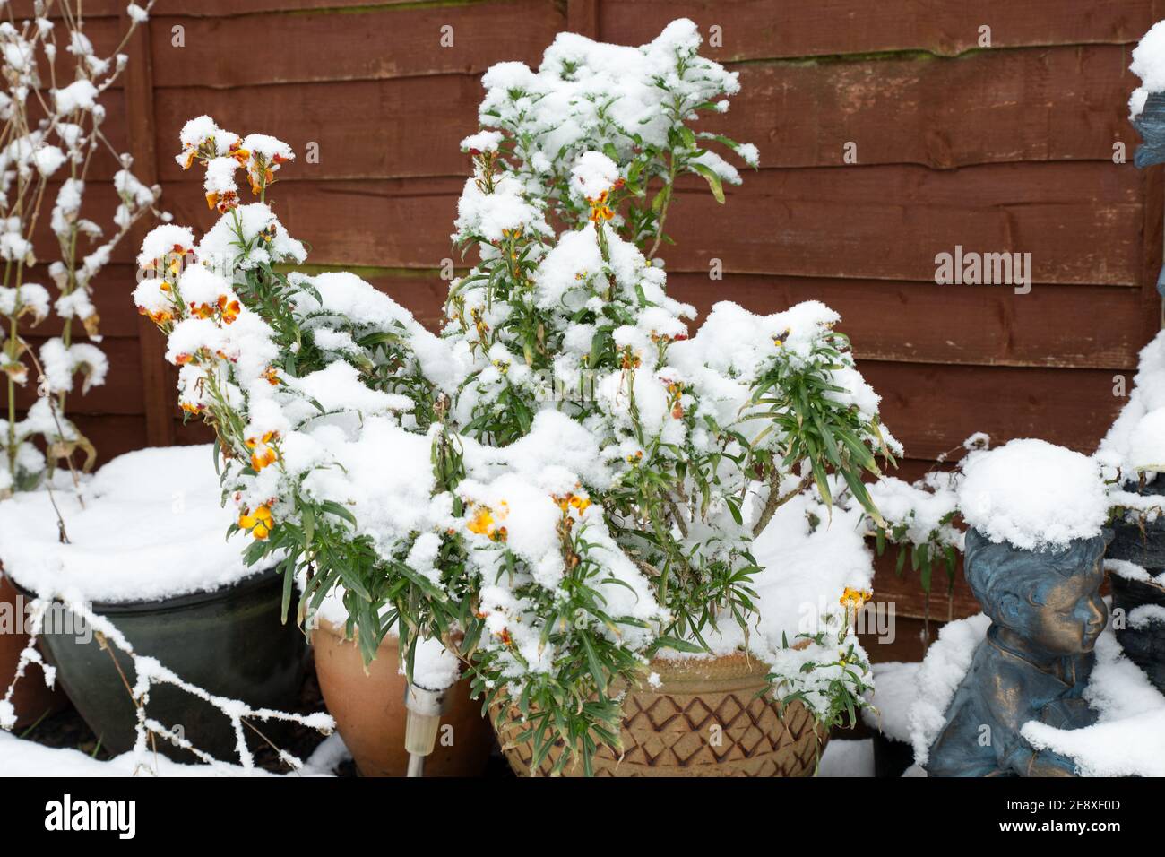 close up of terracotta plant pots with dead plants in winter coved in