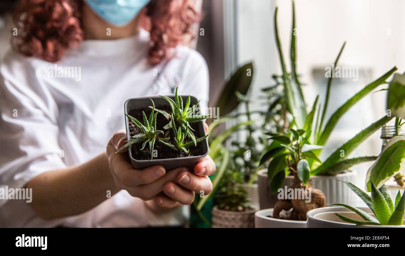 Variety Of House Plants Stock Photo Alamy variety-of-house-plants-stock-photo-alamy