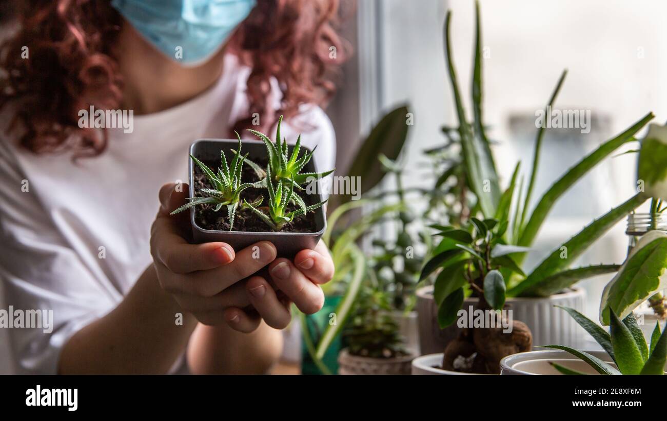 Misting house plants hires stock photography and images Alamy