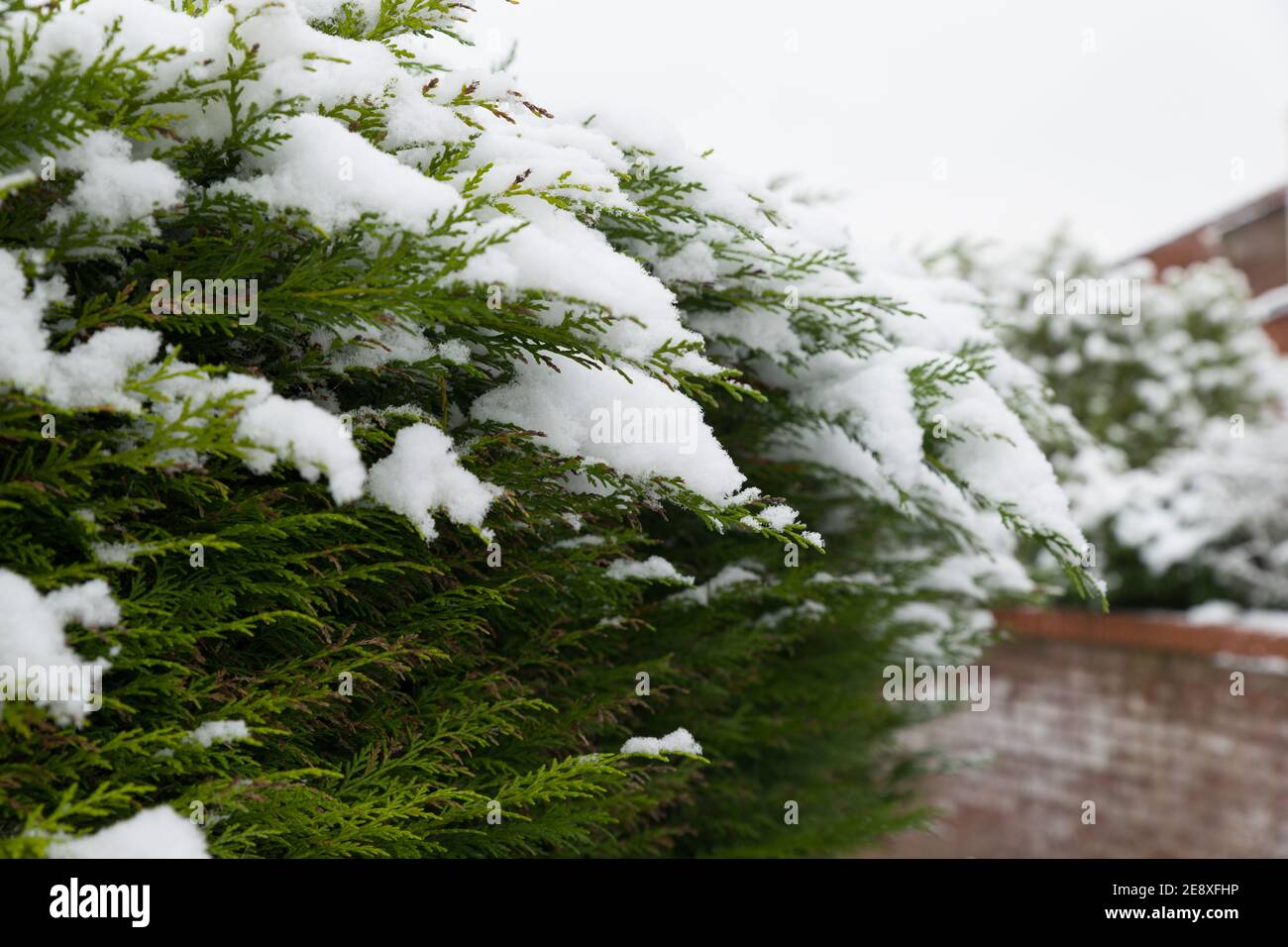 close up of evergreen fir tree hedgerow in winter covered in snow after a storm of heavy snow in winter Stock Photo