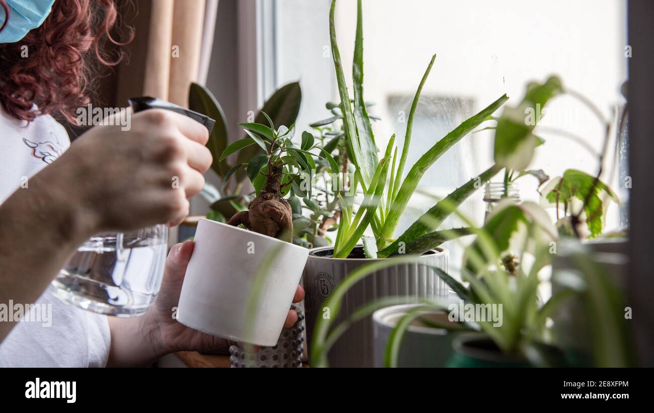 Misting house plants hires stock photography and images Alamy