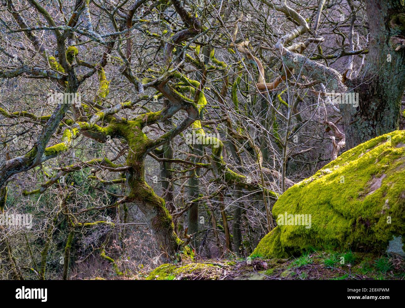 Twisted trees growing in dense woodland with moss covered rock in foreground. Stock Photo