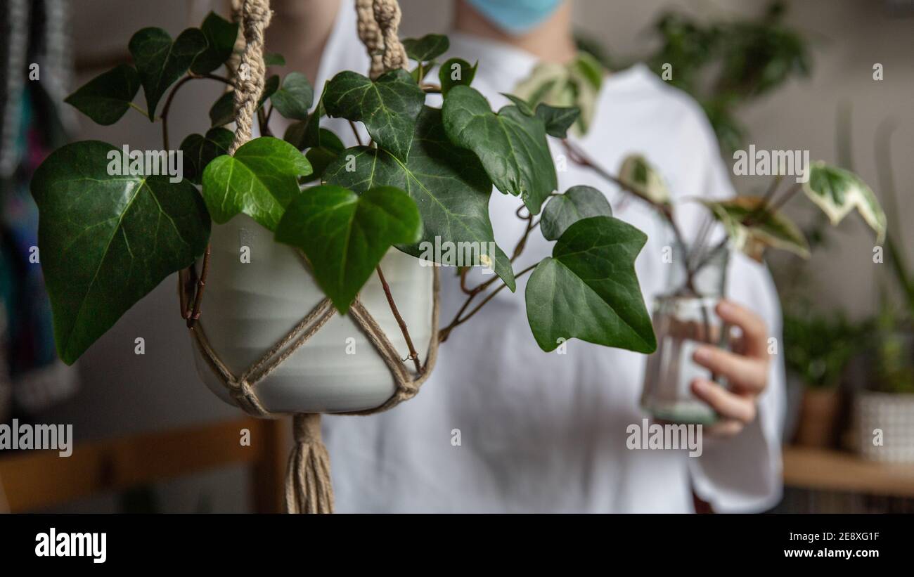 Misting house plants hi-res stock photography and images - Alamy