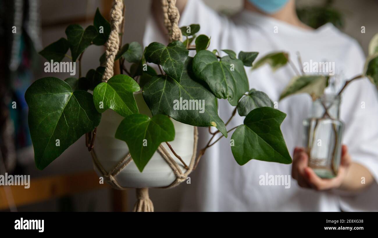 variety-of-house-plants-stock-photo-alamy