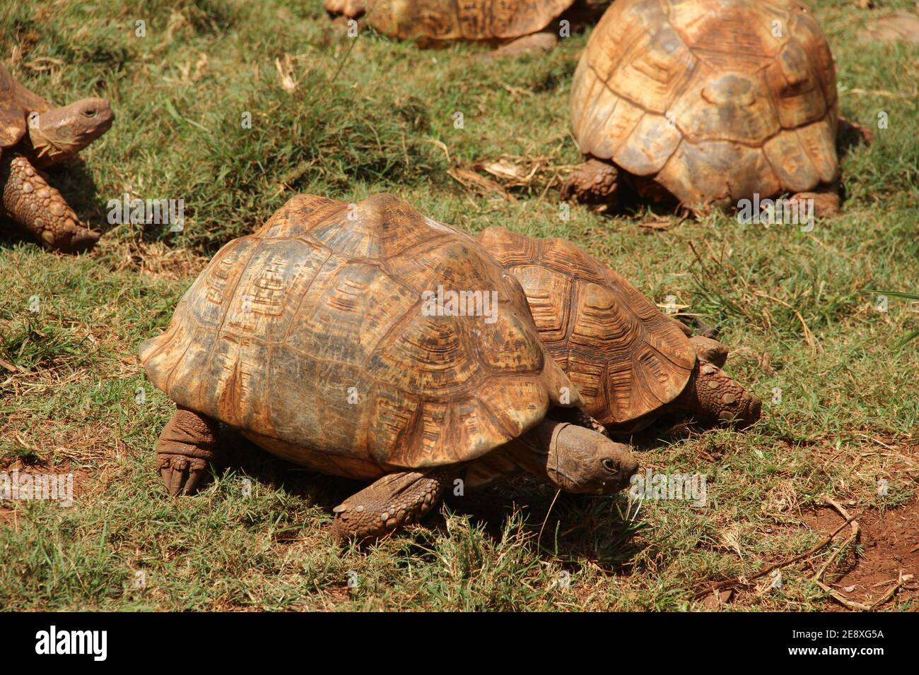 Tortoises at the Nairobi National Museum in Kenya Stock Photo