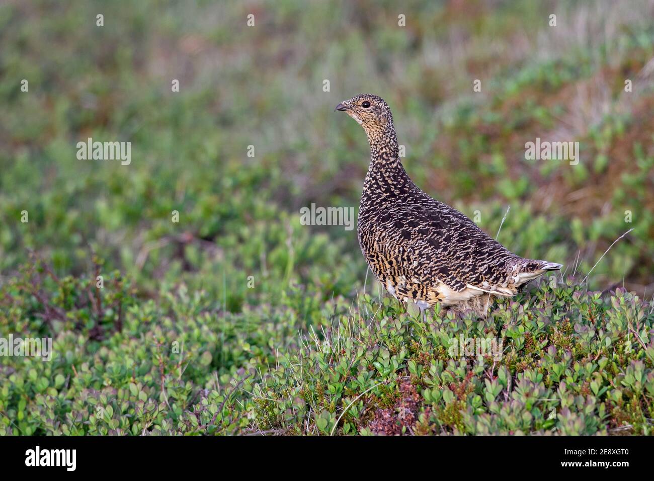 Icelandic rock ptarmigan (Lagopus muta islandorum / Lagopus mutus) hen / female foraging on the tundra in breeding plumage in summer, Iceland Stock Photo