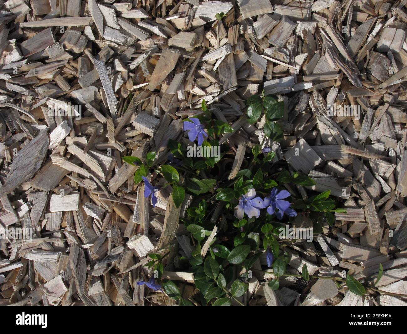 mulching a flower bed with wood chips Stock Photo Alamy