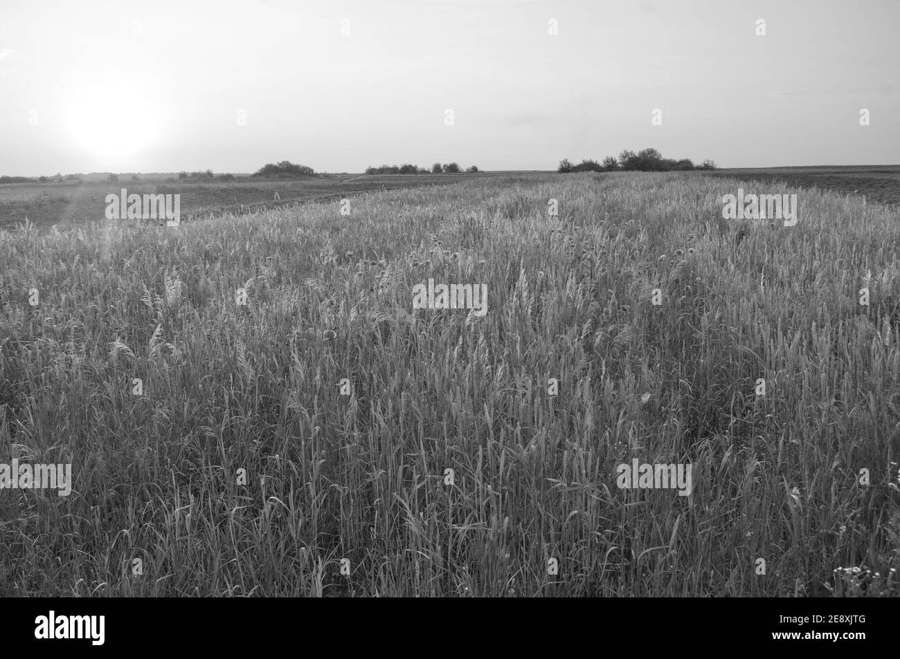 Beam grass Black and White Stock Photos & Images - Alamy