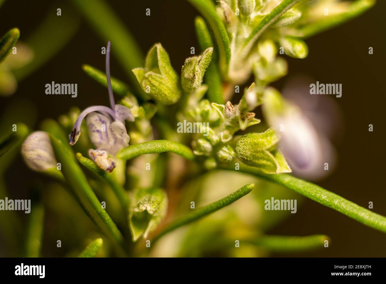 Rosemary flower hires stock photography and images Alamy