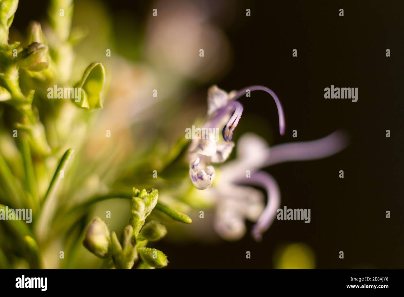 Rosemary flower with dark background. The rosemary flower is less than