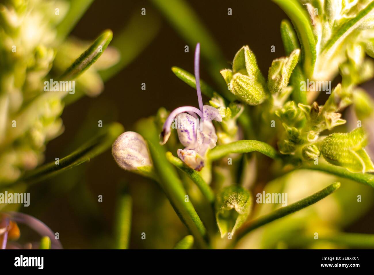 Rosemary flower hires stock photography and images Alamy