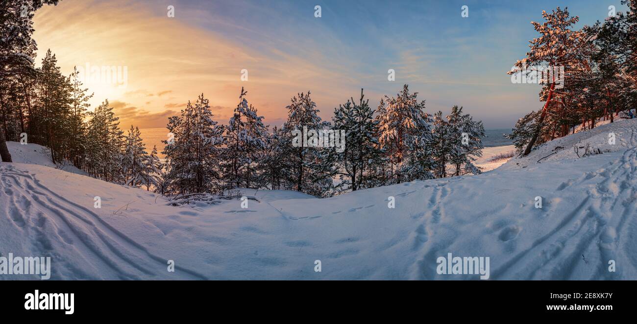 View of sunset over frozen snowy forest with covered in snow spruce, fir and pine trees on sea coast. Stock Photo