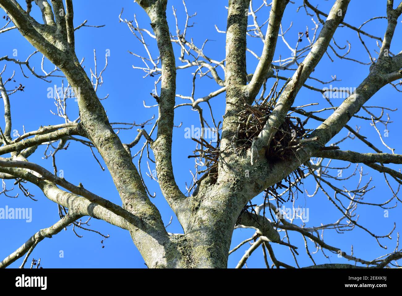 A beautifully constructed birds nest sitting high in a tree against a