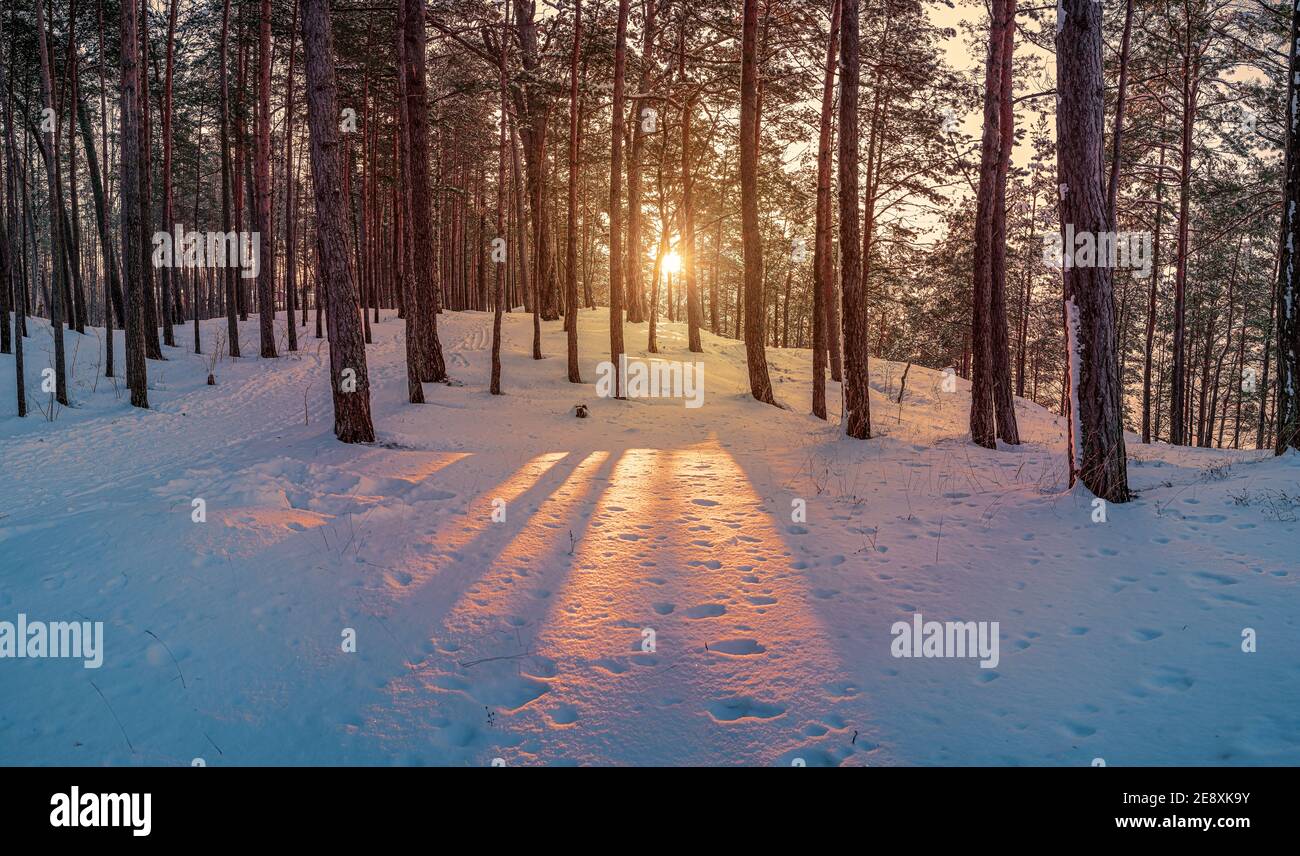 Sunset in winter snowy forest. Colorful sunset in coniferous forest with pine trees. Winter landscape. Stock Photo