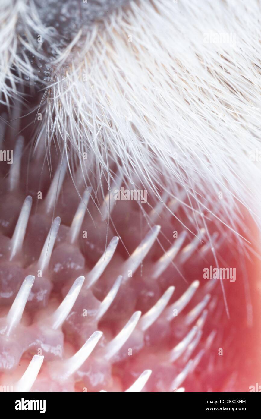 ultra macro close up detail shot of a cat's tongue with small hooks, papillae Stock Photo