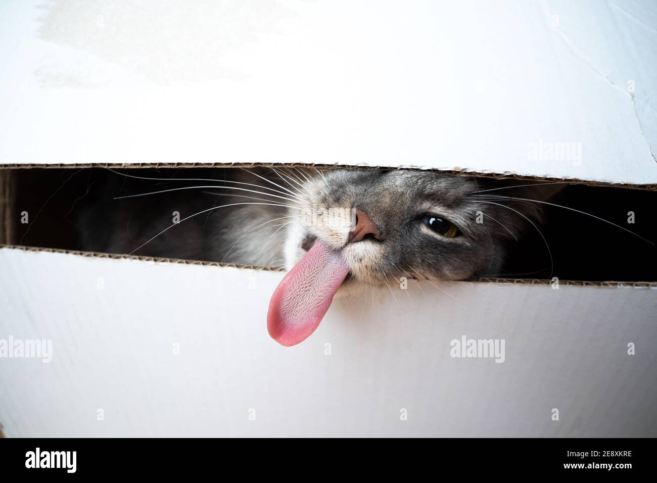 funny picture of a cat sticking out long tongue looking through a gap Stock Photo