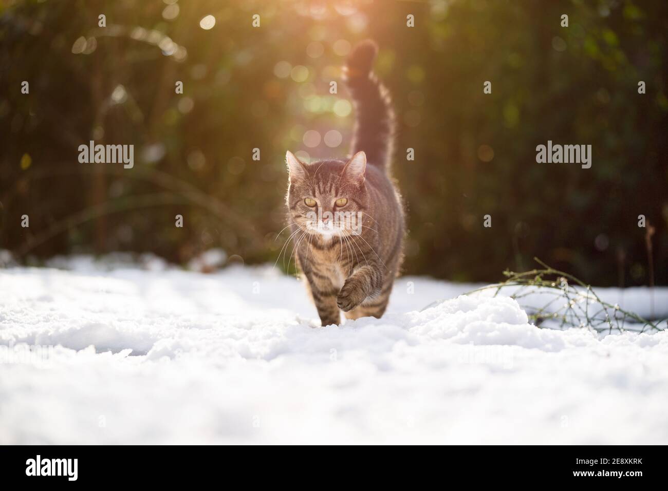 tabby cat walking towards camera outdoors in snowy garden Stock Photo