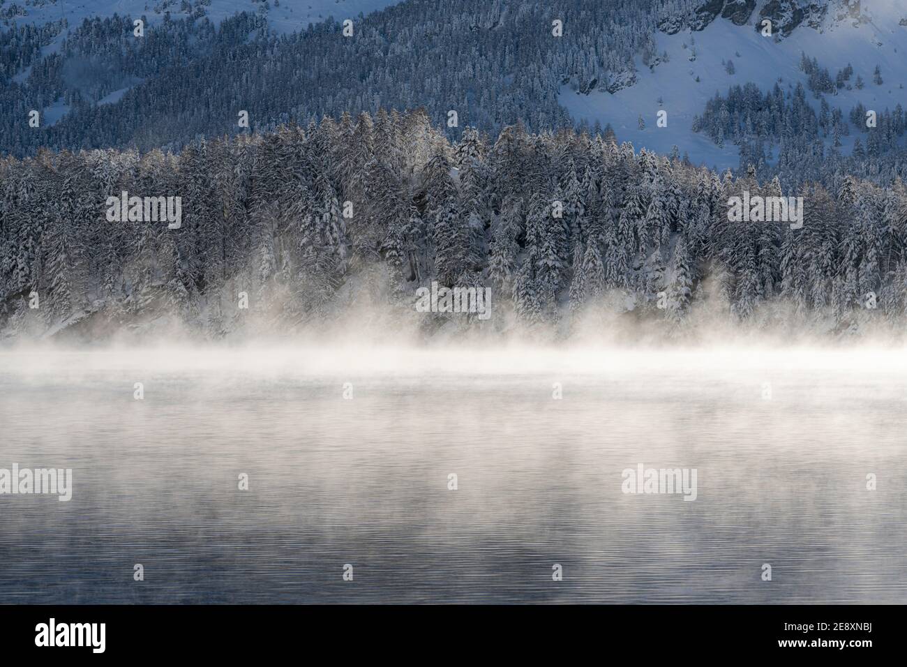Mist on frozen water of Lake Sils and winter forest covered with snow, canton of Graubunden, Engadin, Switzerland Stock Photo