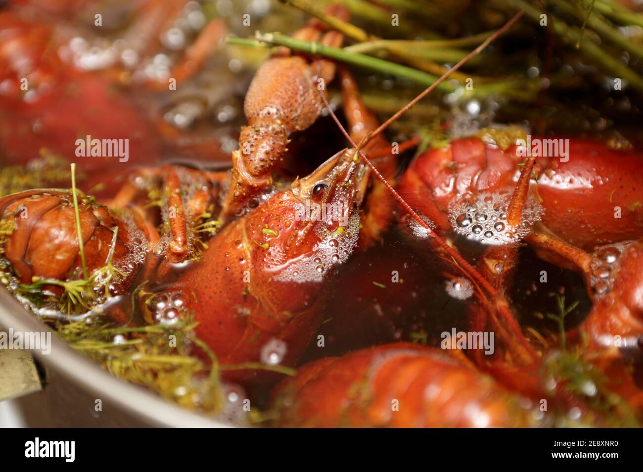 Boiled Crayfish With Spices In The Pan Stock Photo Alamy Boiled Crayfish With Spices In The Pan Stock Photo Alamy