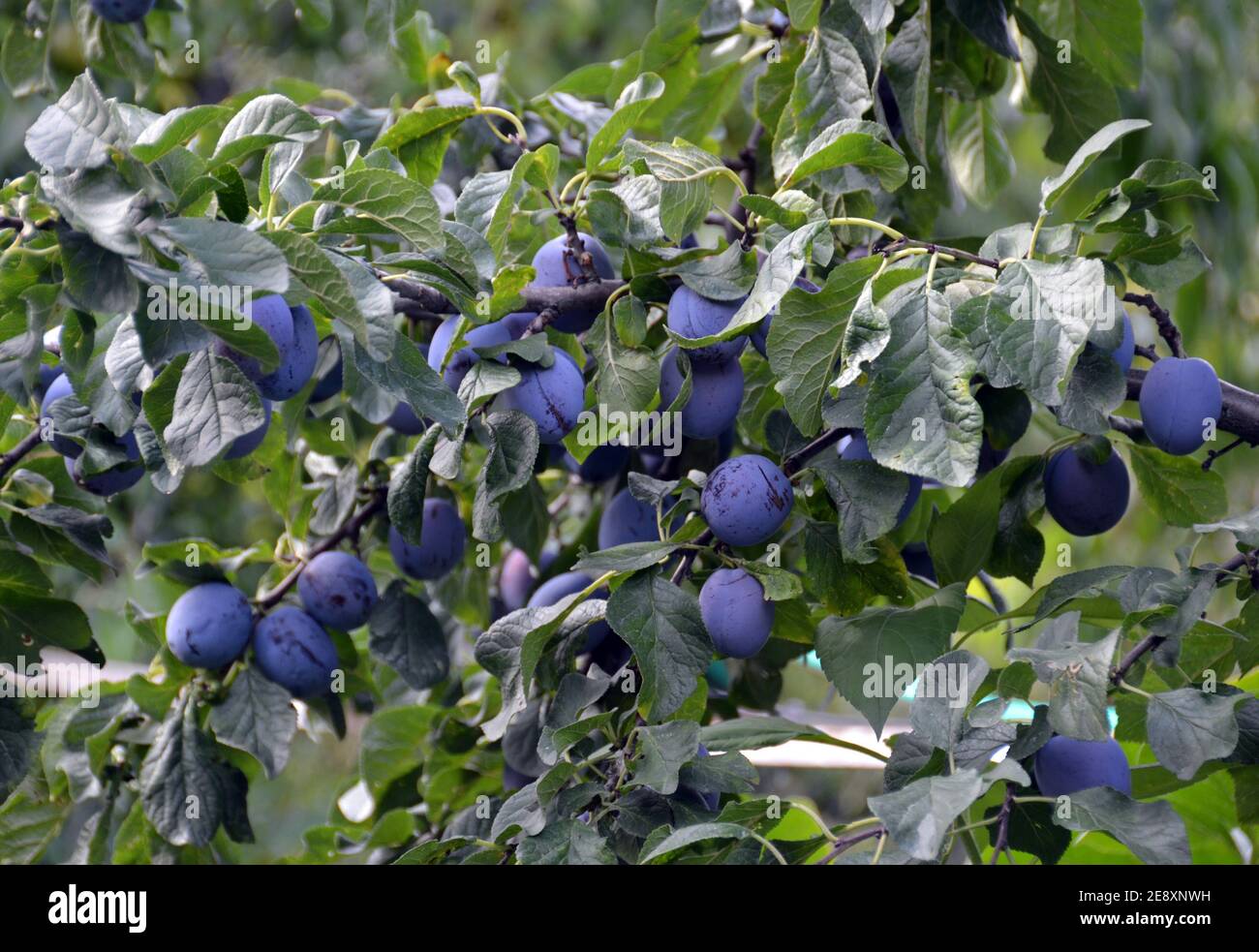 Ripe Plums Are Hanging In A Plum Tree Stock Photo