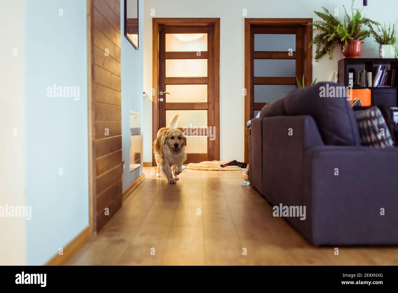 Happy healthy golden retriever dog running through the living room, behind the couch. Play time Stock Photo