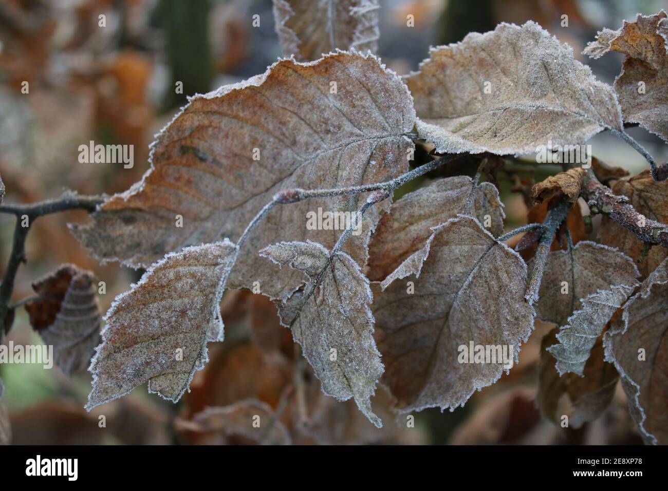 Frost outdoors close up of brown dried Autumn beech tree leaves growing on branches covered in white ice layer from frosty Winter weather garden day Stock Photo