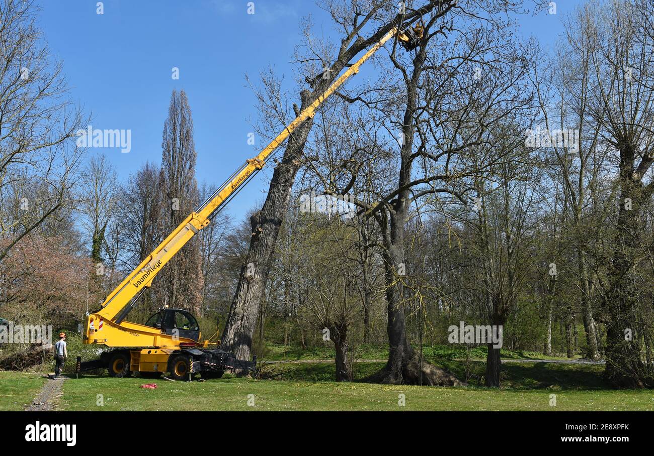 Chop down hi-res stock photography and images - Alamy