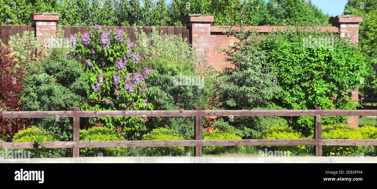 Fence and decorative border with Cornus alba, thuja and Lilac bushes. Rustic plant hedge. Horizontal countryside background Stock Photo