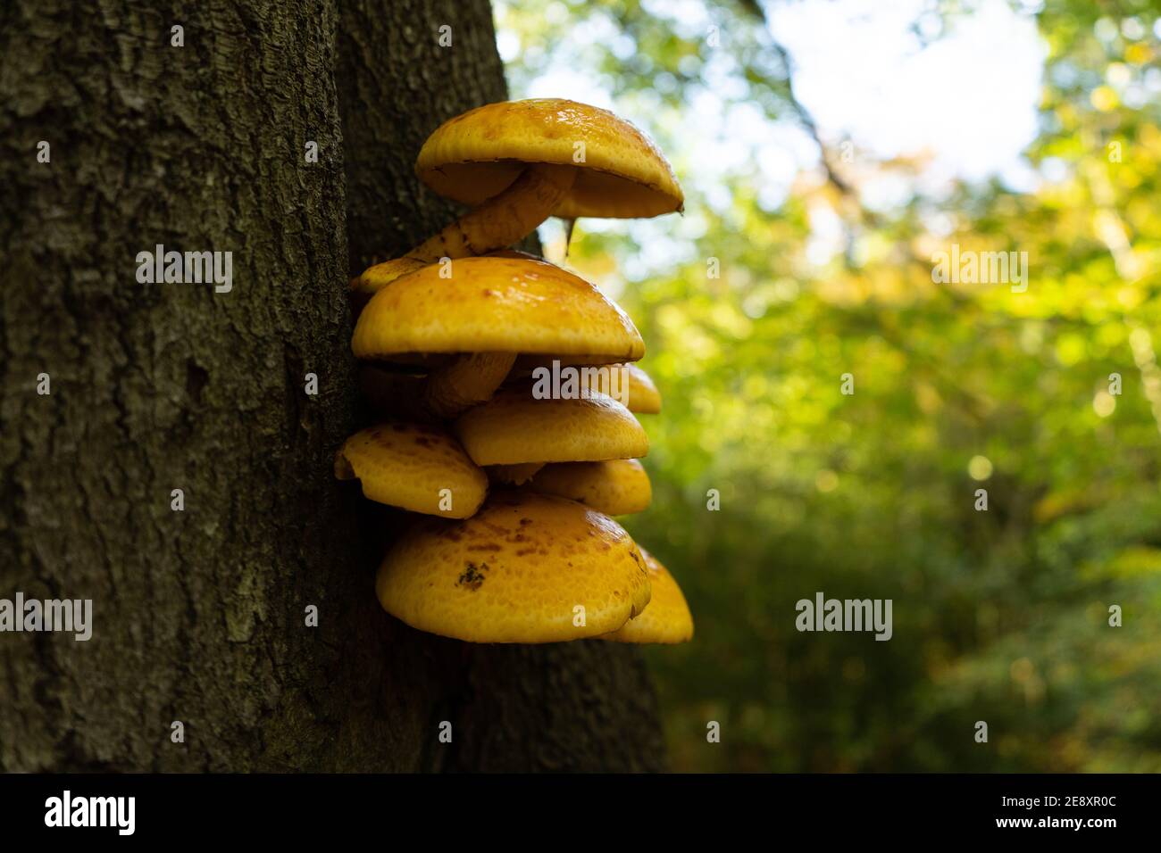 Close up of a cluster of yellow sticky mushrooms fungi growing on tree bark in Autumn in english forest with trees and green leaves in background Stock Photo